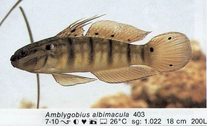 Amblygobius albimacula